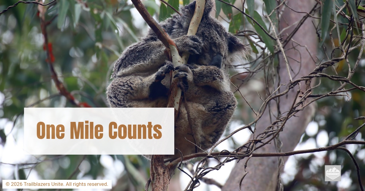 Koala resting calmly in a tree, clinging to a branch, symbolizing slow progress, conservation of energy, and patience.