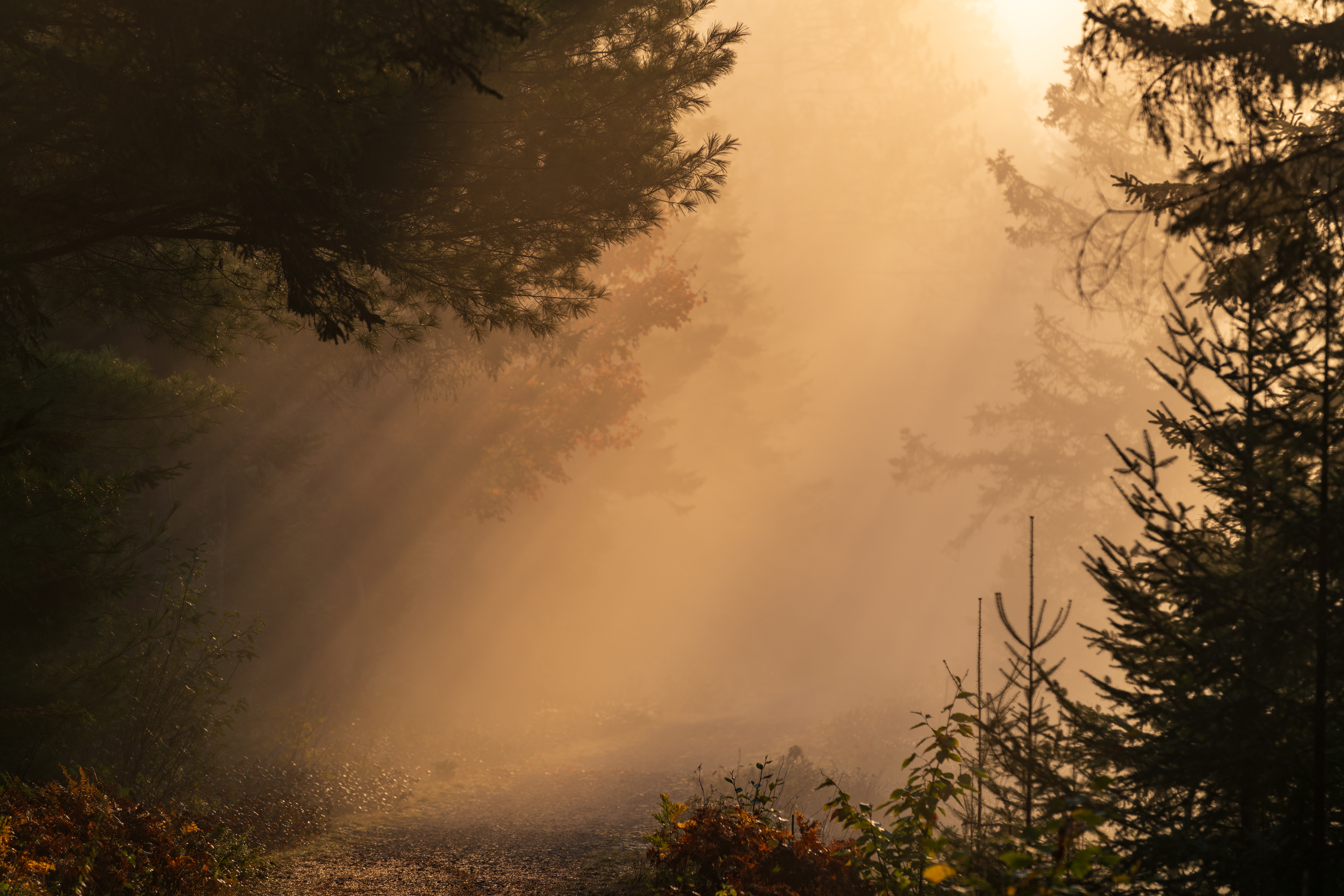 Misty forest trail at sunrise with golden light through trees, symbolizing daily recovery motivations rooted in nature and forward progress.